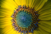 28th Sep 2020 - Sunflower