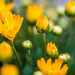 Chrysanthemum  by kwind