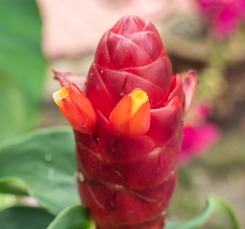 Red Button Ginger plant flower by ianjb21