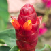 Red Button Ginger plant flower by ianjb21
