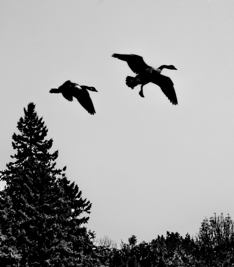  Canada Geese Silhouette by sprphotos