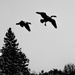  Canada Geese Silhouette by sprphotos