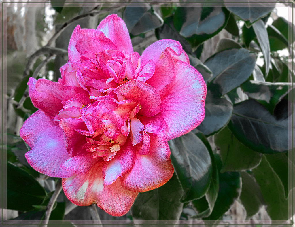 The last Camelia for this month by ludwigsdiana