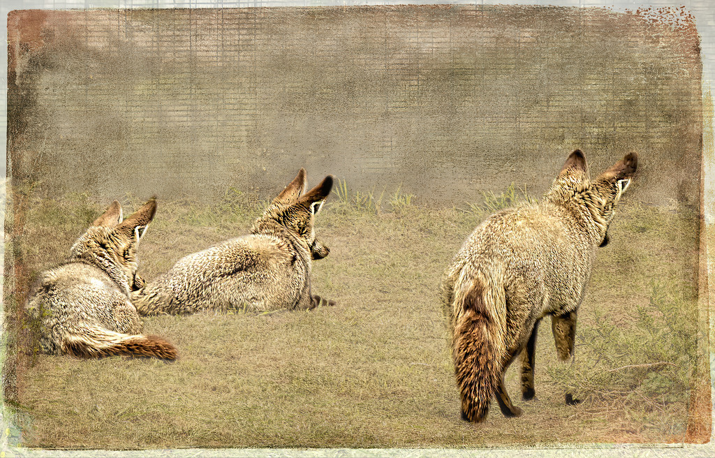 Bat eared Foxes by ludwigsdiana