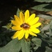 Пчёлка by cisaar