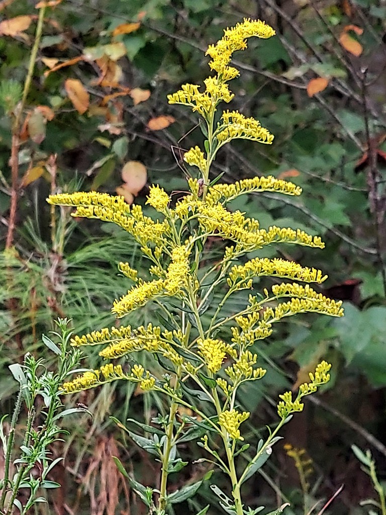 Goldenrod  by harbie