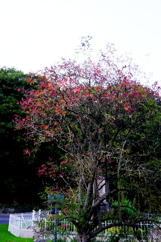 Flaming Tree by allsop