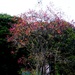 Flaming Tree by allsop