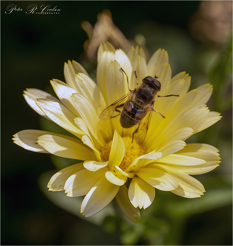 Hoverfly by pcoulson