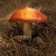 29th Sep 2020 - Toadstool