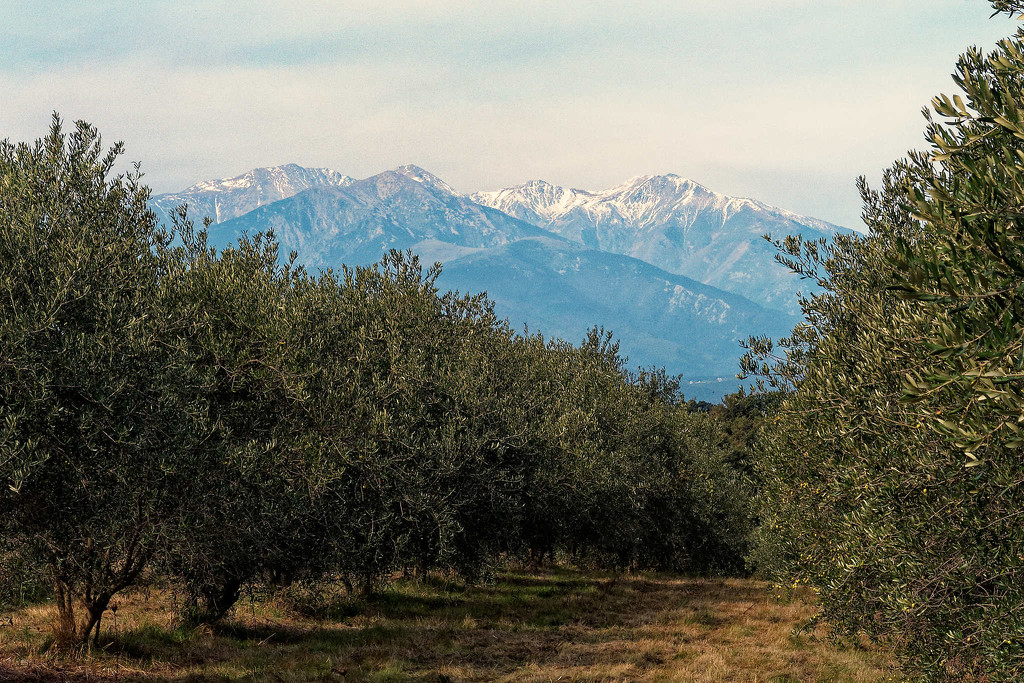 First snow on Canigou by laroque
