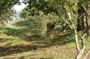 29th Sep 2020 - deer in the distance