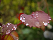 27th Sep 2020 - Raindrops on rose leaves