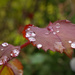 Raindrops on rose leaves by jon_lip