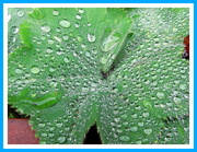 29th Sep 2020 - Rain drops on Lady's Mantle.