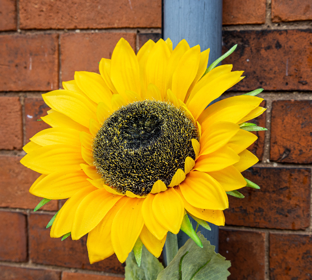 Sunflower  by judithmullineux