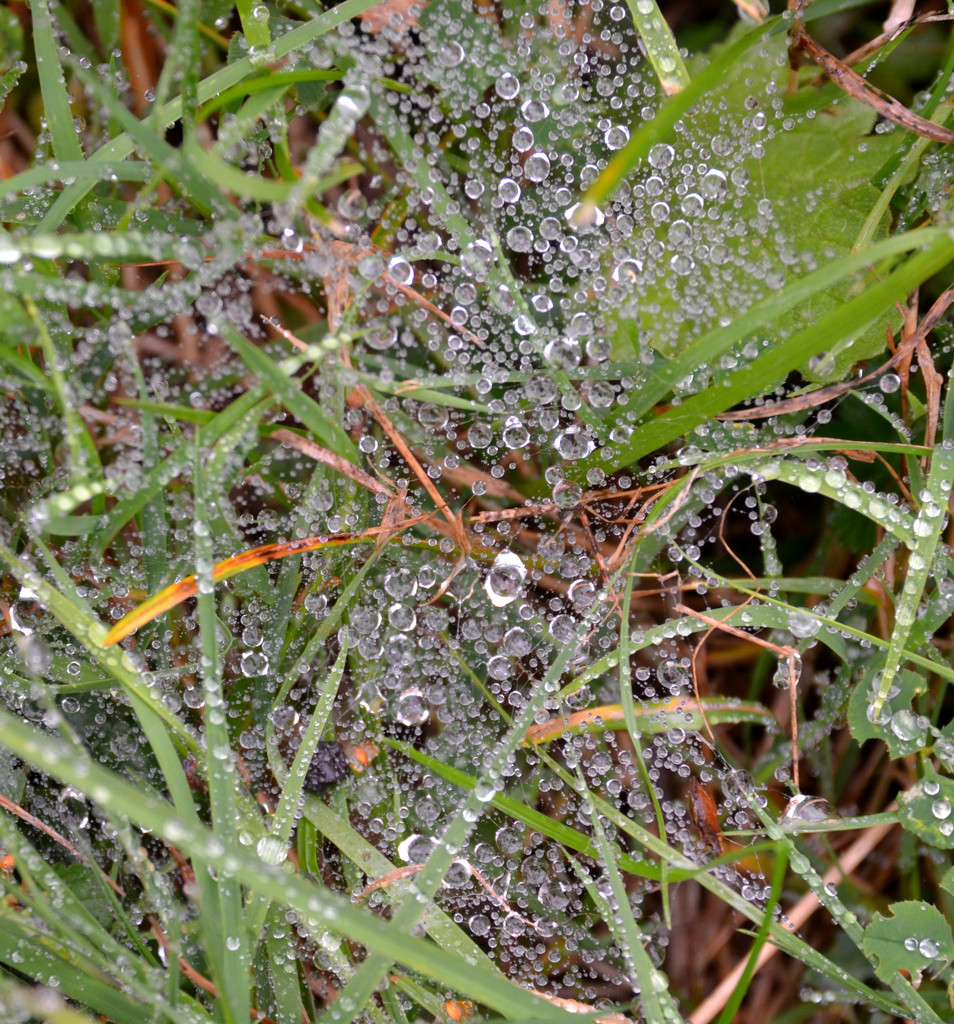 Wet Web by arkensiel