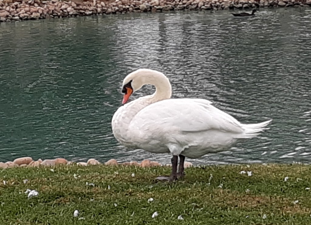 Swan by julie