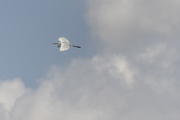 28th Sep 2020 - Egret II - Great White Wings