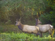 29th Sep 2020 - Young Buck (Roosevelt Elk) and One Of His Harem