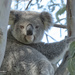 meet Millie by koalagardens