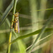 Striped Grasshopper by kvphoto