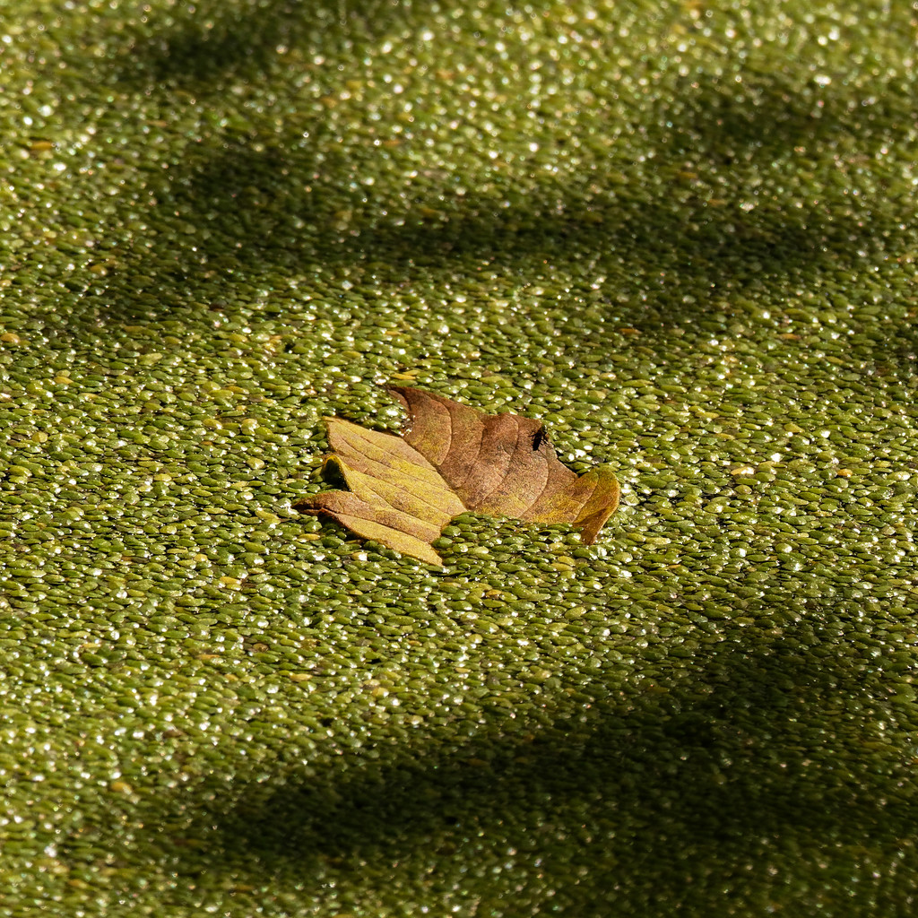 leaf on duckweed framed by shadows by rminer