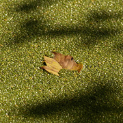 29th Sep 2020 - leaf on duckweed framed by shadows