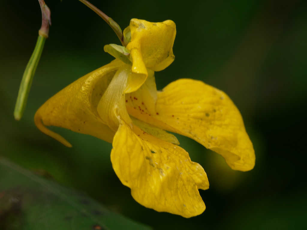 jewelweed by rminer