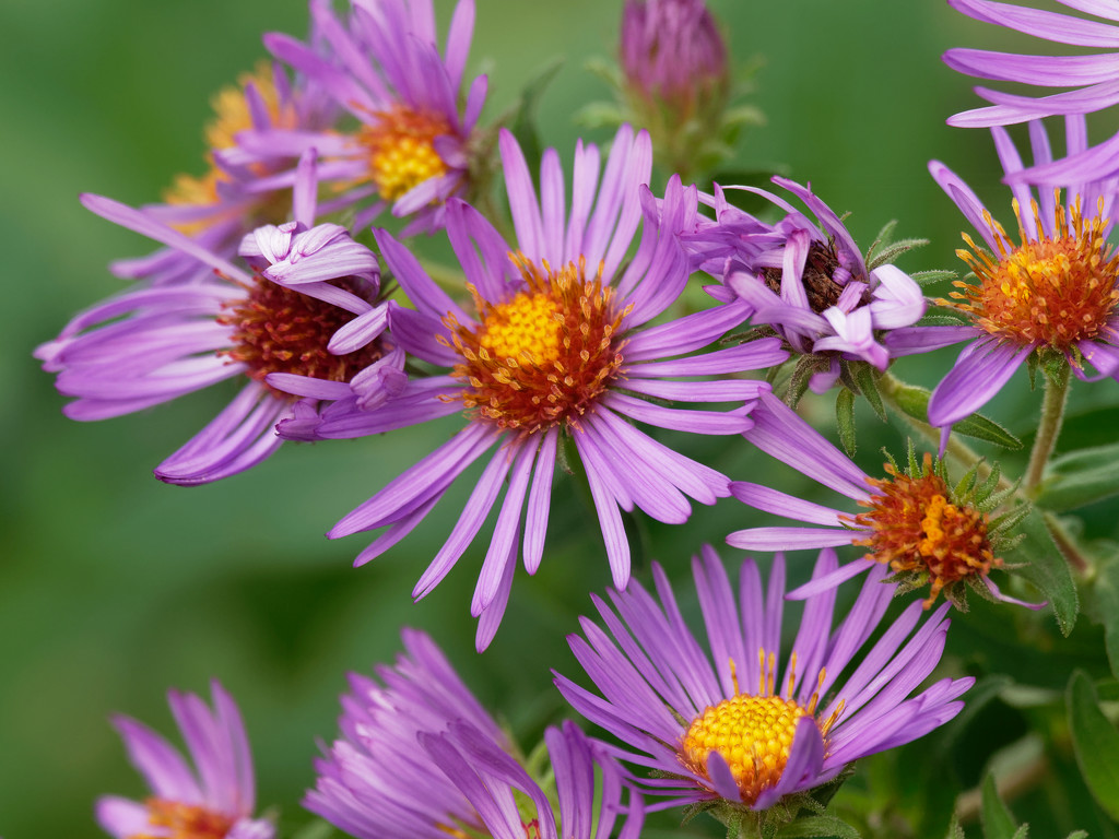 New England asters by rminer