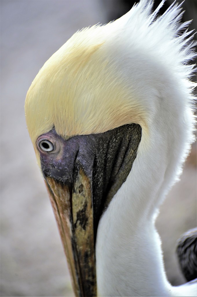 Pelican's Sidewards Glance by chejja