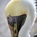 Pelican's Sidewards Glance by chejja