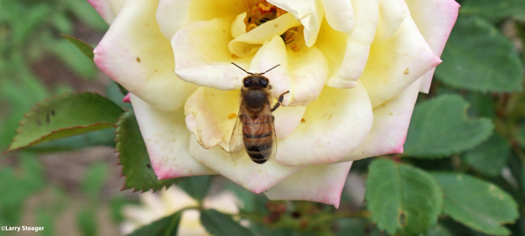 Honey bee and rose by larrysphotos