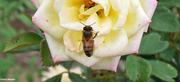 29th Sep 2020 - Honey bee and rose