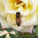 Honey bee and rose by larrysphotos