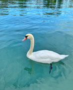 24th Sep 2020 - And the swan swam...