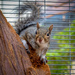 Squirrel by nicoleweg