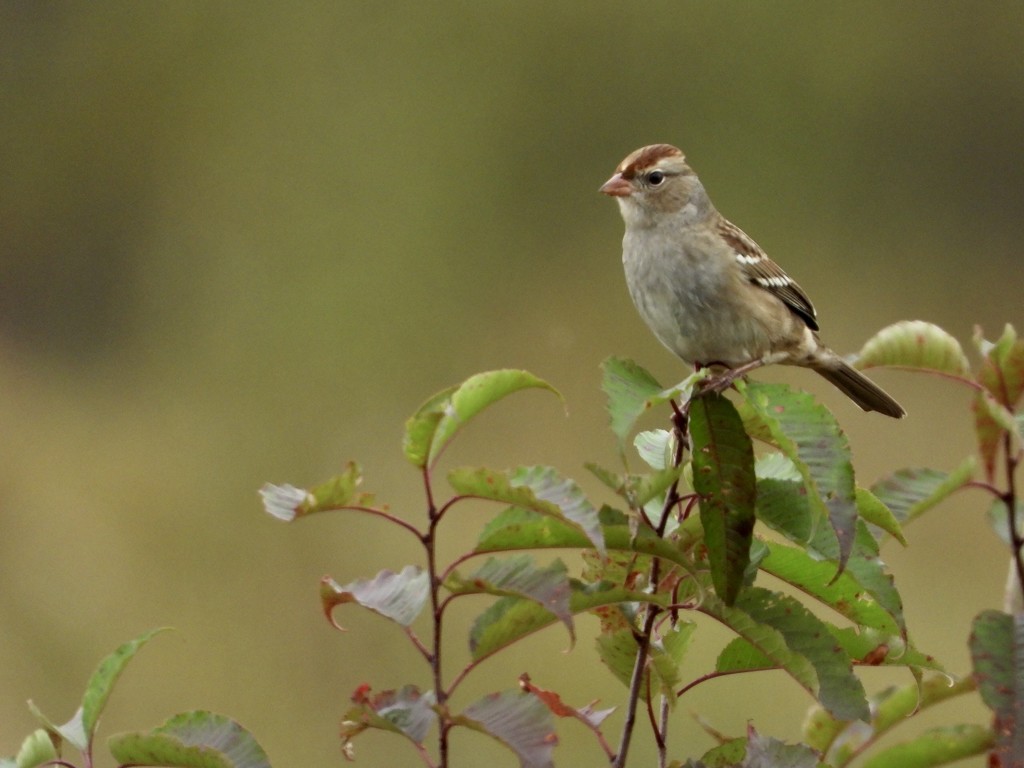 White crowned sparrow, juvenile by amyk