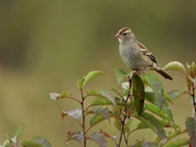 29th Sep 2020 - White crowned sparrow, juvenile