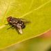 Fly Posing on the Leaf! by rickster549