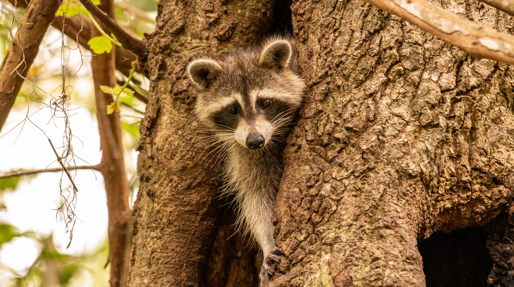 Rocky Raccoon Checking Me Out! by rickster549