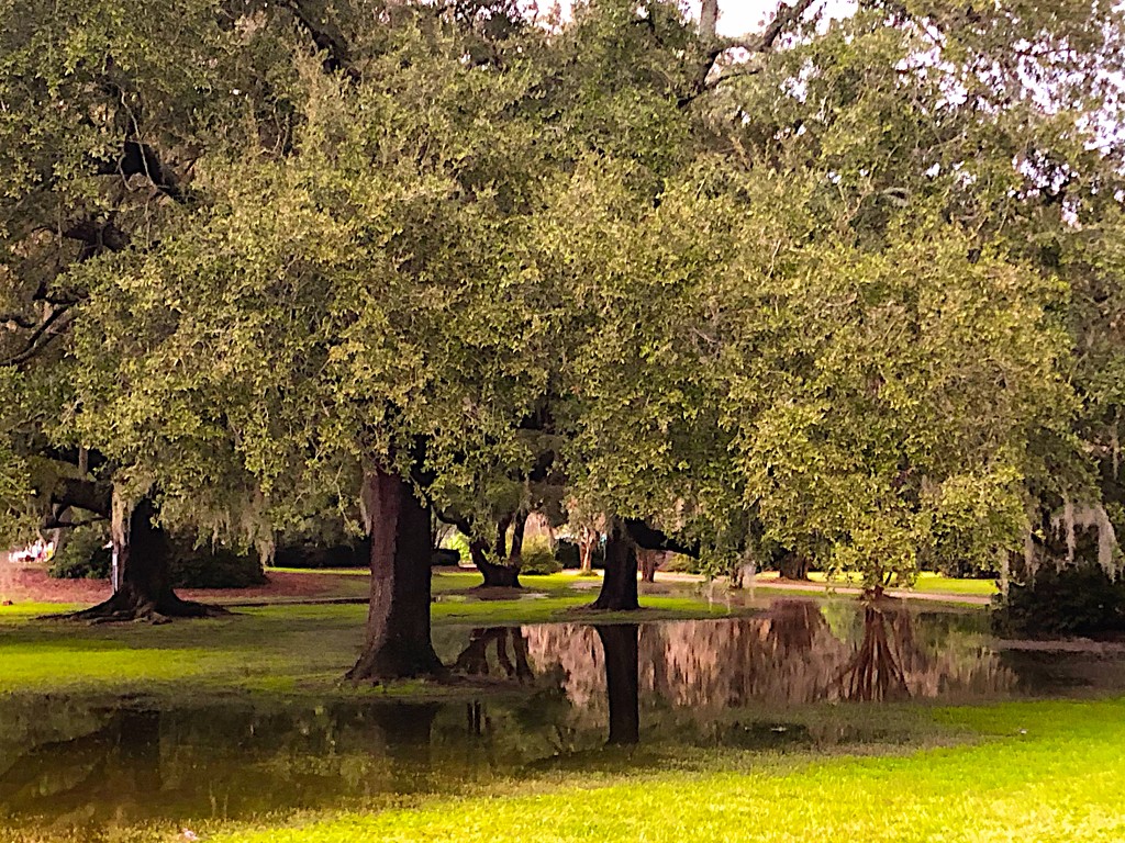 After the rain at the park by congaree