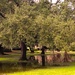 After the rain at the park by congaree