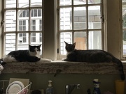 29th Sep 2020 - Cats