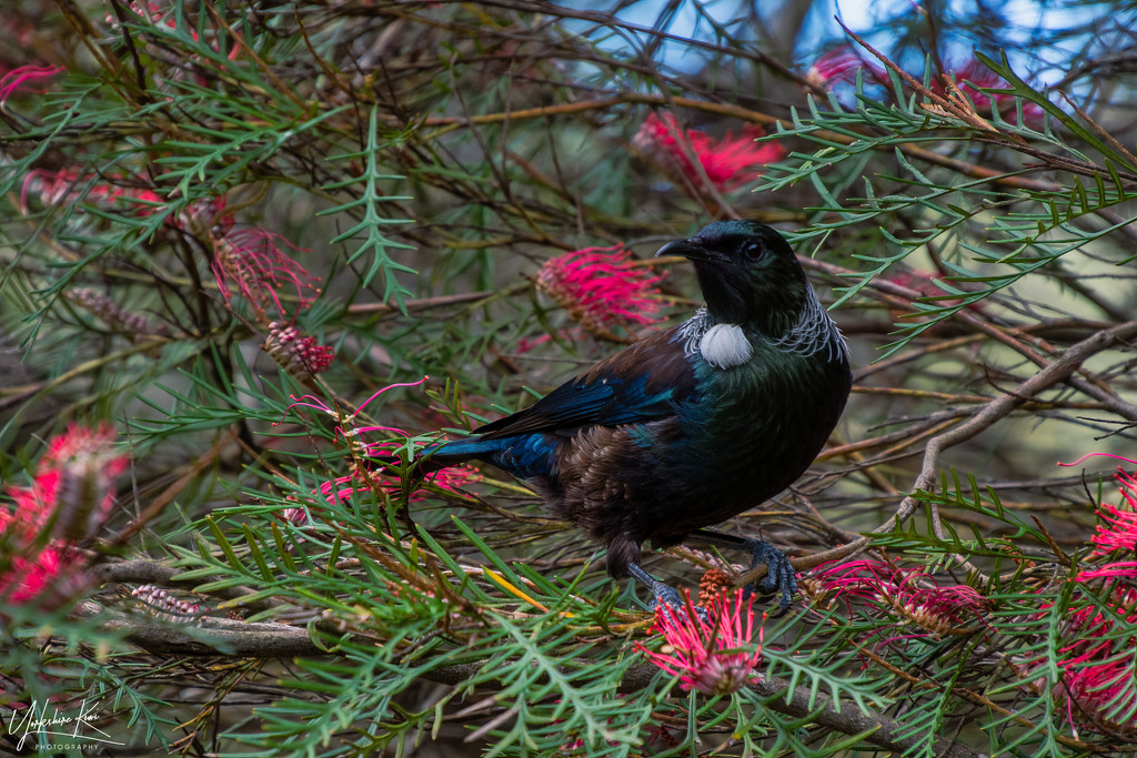 Tui in the Grevillia by yorkshirekiwi