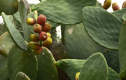 30th Sep 2020 - PRICKLY PEARS