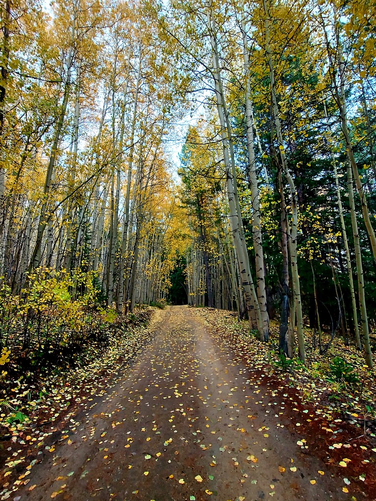 Autumn Trail by harbie