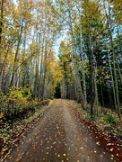 29th Sep 2020 - Autumn Trail