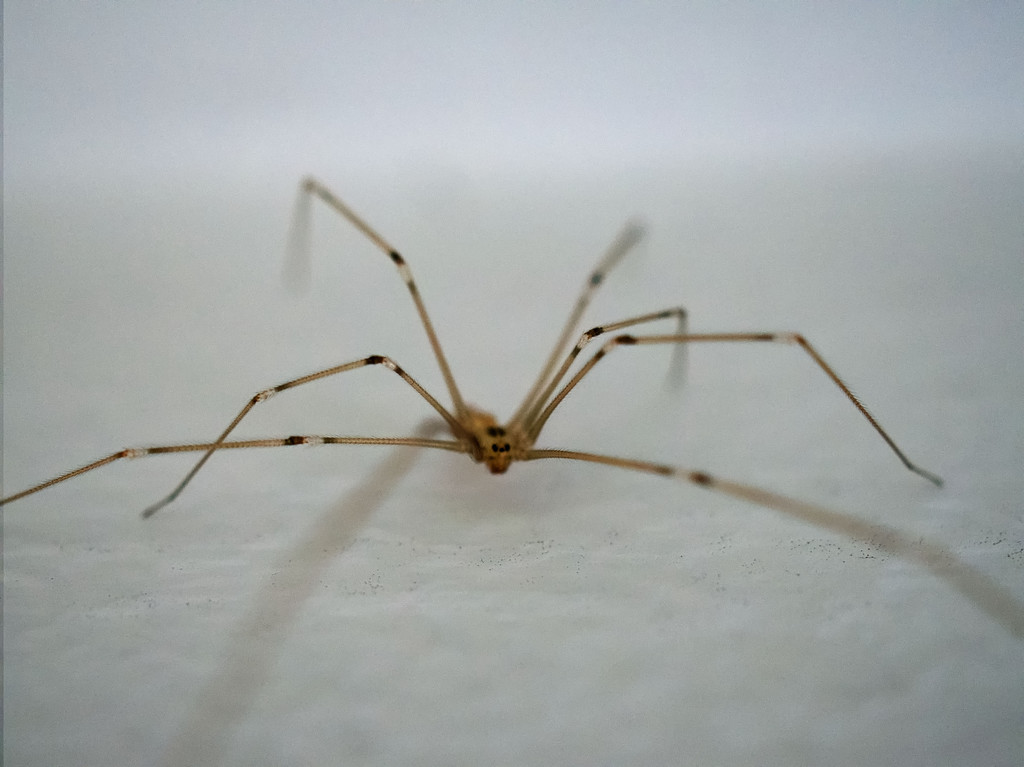 Seven legged spider? by jon_lip
