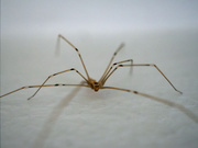 30th Sep 2020 - Seven legged spider?